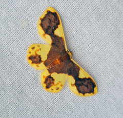 Plutodes lamisca