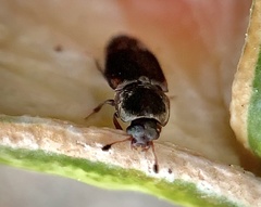 Caplothorax lugubris