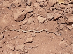 Tantilla hobartsmithi