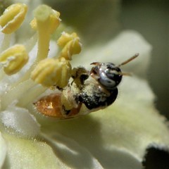 Perdita chamaesarachae