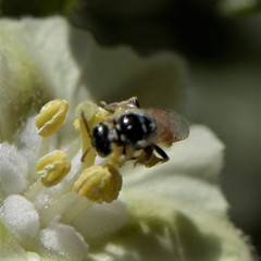 Perdita chamaesarachae