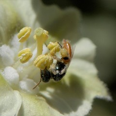 Perdita chamaesarachae