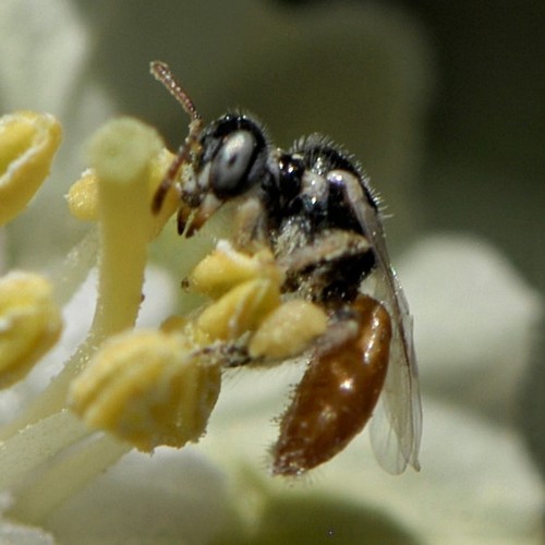 Five-Eyes Fairy Bee