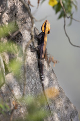 Psammophilus dorsalis