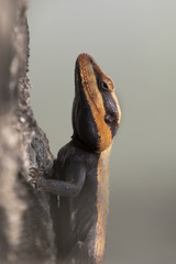 Psammophilus dorsalis