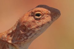 Ctenophorus caudicinctus
