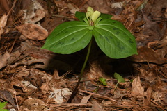 Trillium discolor