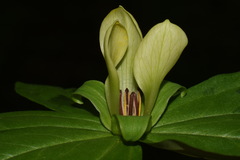 Trillium discolor