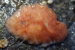 Kaburakia excelsa