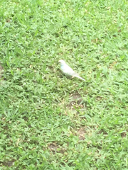 Melopsittacus undulatus domesticus