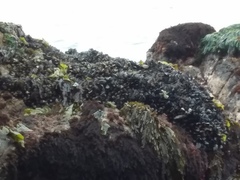 Mytilus californianus