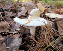 Zhuliangomyces illinitus