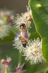 Apis dorsata