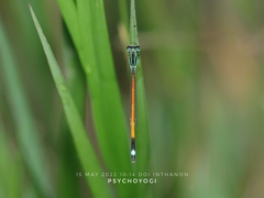 Ischnura rufostigma