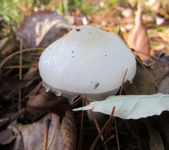 Zhuliangomyces illinitus