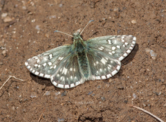 Pyrgus centaureae