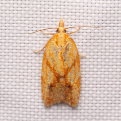 Sparganothis sulfureana