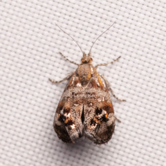 Tebenna gnaphaliella