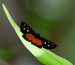 Echenais thelephus
