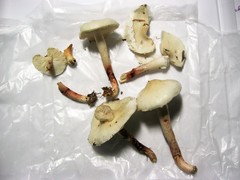 Zhuliangomyces illinitus