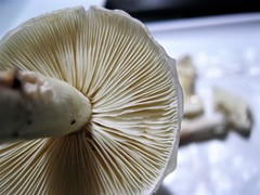 Zhuliangomyces illinitus