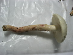 Zhuliangomyces illinitus