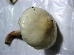 Zhuliangomyces illinitus