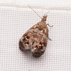 Tebenna gnaphaliella