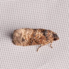 Ecdytolopha mana