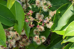 Syzygium cumini
