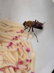 Pterallastes thoracicus