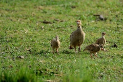 Ortygornis pondicerianus