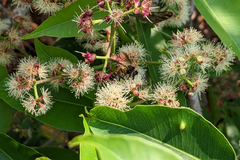 Syzygium cumini