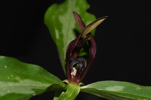 Image of Trillium lancifolium by (c) Brian Finzel, some rights reserved (CC BY-SA)