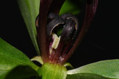 Trillium lancifolium