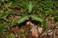 Trillium lancifolium