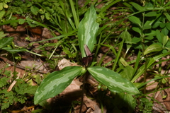 Trillium lancifolium