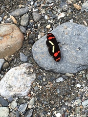 Heliconius telesiphe