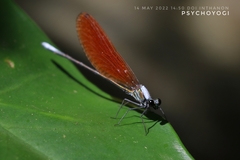 Mnais andersoni
