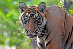 Panthera tigris tigris