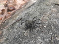 Pardosa sumatrana