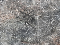 Pardosa sumatrana