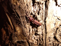 Trachelizus