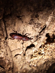 Trachelizus