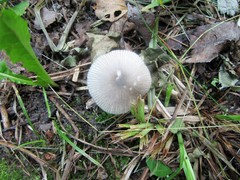 Volvariella nigrodisca