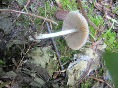 Volvariella nigrodisca