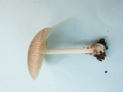 Volvariella nigrodisca