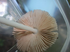 Volvariella nigrodisca