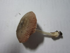 Volvariella nigrodisca