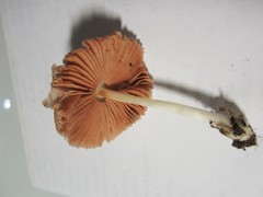 Volvariella nigrodisca